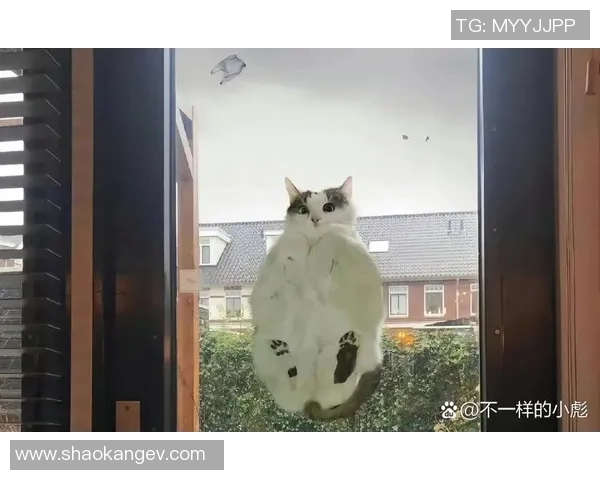 搞笑女球迷与足球明星的奇妙互动趣事大揭秘